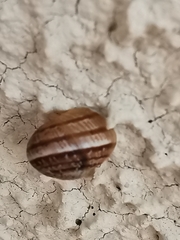 Cornu aspersum