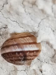 Cornu aspersum