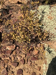 Crassula atropurpurea purcellii