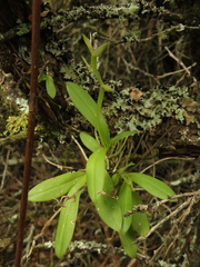 Telipogon latifolius