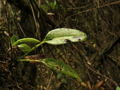 Acianthera polystachya