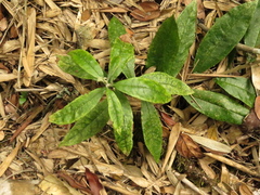 Llerasia lindenii