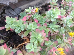 Sedum palmeri