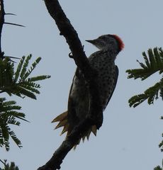 Campethera cailliautii