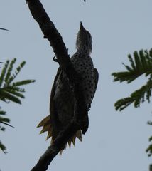 Campethera cailliautii