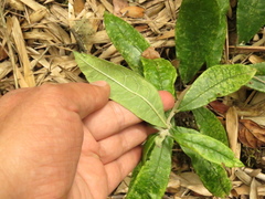 Llerasia lindenii
