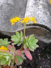 Sedum palmeri