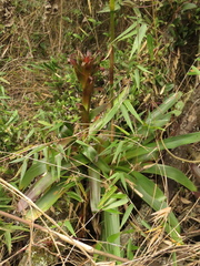 Tillandsia pastensis