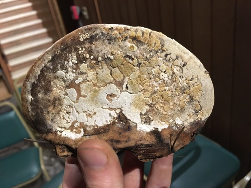 Trichoderma pulvinatum image