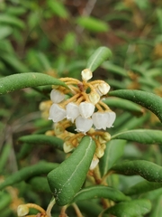 Lyonia ferruginea image