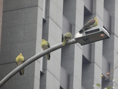 White-Bellied Green Pigeon photo 2