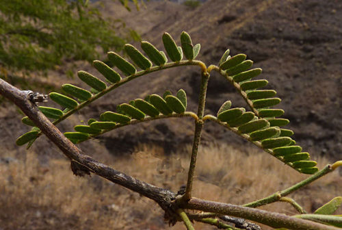 Prosopis juliflora image