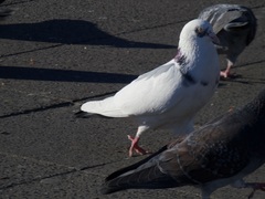 Columba livia domestica