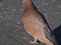 Columba livia domestica