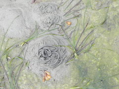 Arenicola marina image