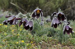 Pulsatilla rubra