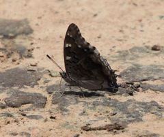 Charaxes guderiana guderiana