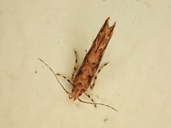 Pyroderces aellotricha