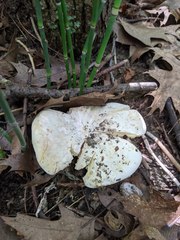 Lactifluus subvellereus