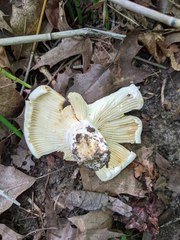 Lactifluus subvellereus