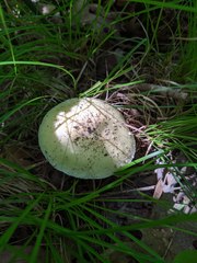 Amanita russuloides