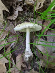 Amanita russuloides