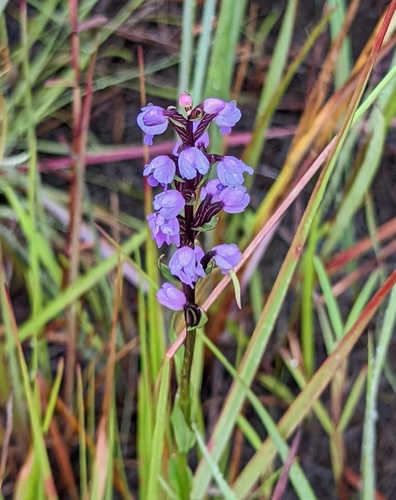 Brachycorythis buchananii image