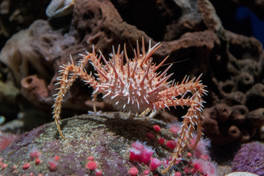 Crabs Péarla Ag Caoineadh Why Do Crabs Have Pearls The Orange Pearl