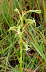Habenaria humilior
