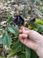 Helleborus lividus