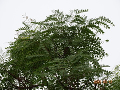 Amblygonocarpus andongensis