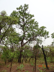 Amblygonocarpus andongensis