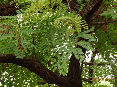 Amblygonocarpus andongensis