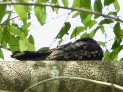 Caprimulgus jotaka
