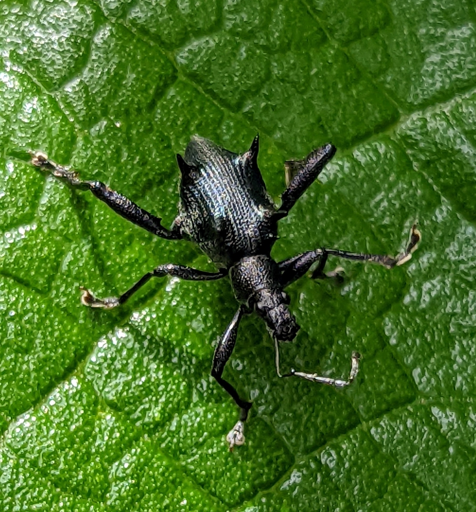 Systates sexspinosus