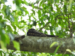 Caprimulgus jotaka