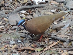 Starnoenas cyanocephala