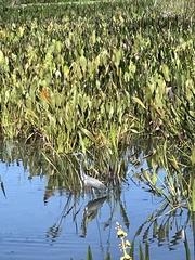 Egretta tricolor image