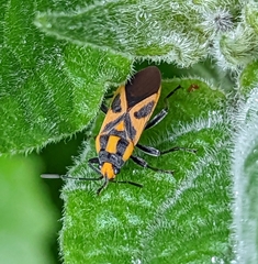 Graptostethus swynnertoni