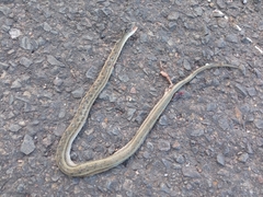 Dryophylax hypoconia