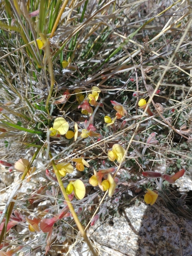 Image of Acmispon neomexicanus by no rights reserved