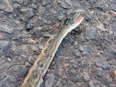 Dryophylax hypoconia