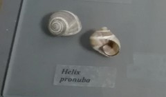 Helix pronuba