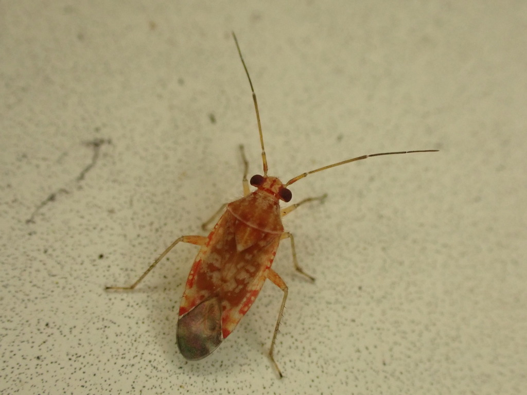 Tinginotum
