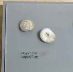 Oxychilus superfluus