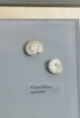 Schistophallus spratti
