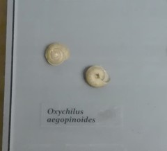 Oxychilus aegopinoides