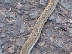 Dryophylax hypoconia