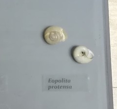 Eopolita protensa