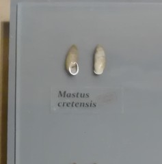 Mastus cretensis